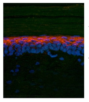 SMAD2 Rabbit Polyclonal Antibody