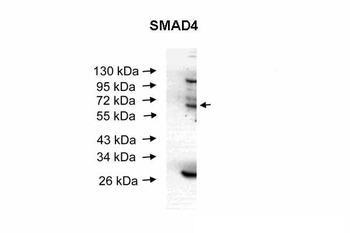 SMAD4 Rabbit Polyclonal Antibody