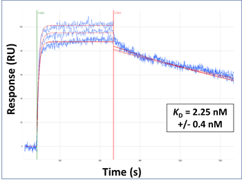 ASCL2 Rabbit Polyclonal Antibody
