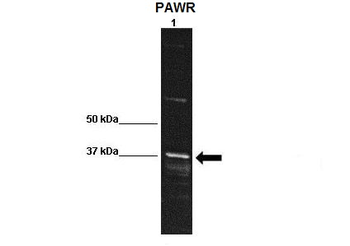 PAWR Rabbit Polyclonal Antibody