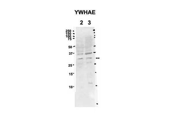 Ywhae Rabbit Polyclonal Antibody