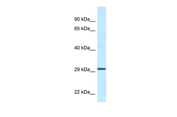 Ywhae Rabbit Polyclonal Antibody