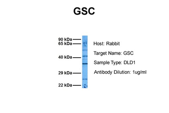 GSC Rabbit Polyclonal Antibody
