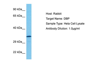 DBP Rabbit Polyclonal Antibody