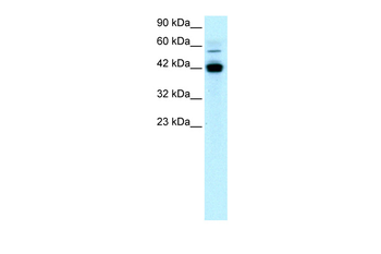 EGR1 Rabbit Polyclonal Antibody