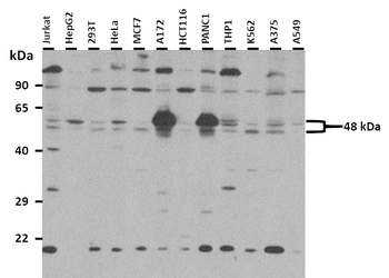 ESRRB Rabbit Polyclonal Antibody