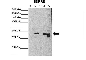 ESRRB Rabbit Polyclonal Antibody