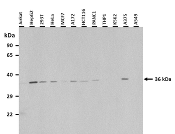 FOXL1 Rabbit Polyclonal Antibody