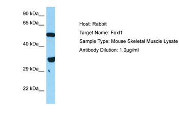FOXL1 Rabbit Polyclonal Antibody