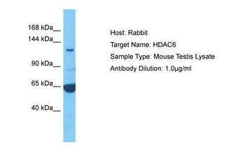 Hdac6 Rabbit Polyclonal Antibody
