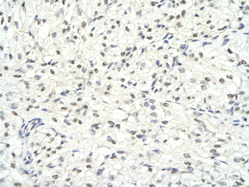 HDAC1 Rabbit Polyclonal Antibody