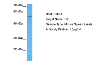 TLE1 Rabbit Polyclonal Antibody