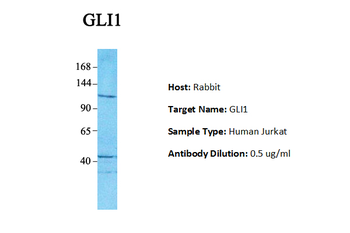 GLI1 Rabbit Polyclonal Antibody