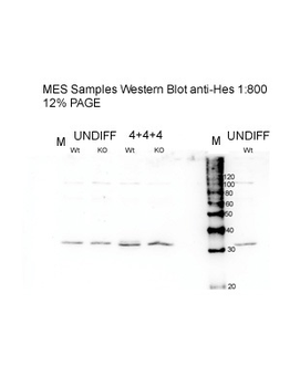 HES1 Rabbit Polyclonal Antibody