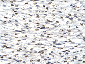 HES1 Rabbit Polyclonal Antibody