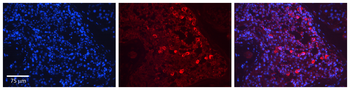 SIRT1 Rabbit Polyclonal Antibody