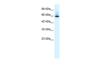 PAX7 Rabbit Polyclonal Antibody