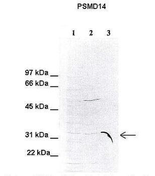 PSMD14 Rabbit Polyclonal Antibody