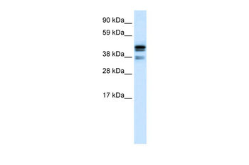 CTBP1 Rabbit Polyclonal Antibody