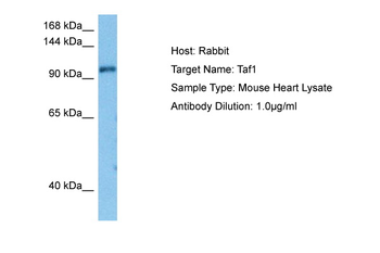 TAF1 Rabbit Polyclonal Antibody