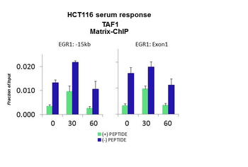 TAF1 Rabbit Polyclonal Antibody