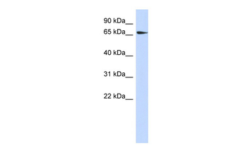 SRC Rabbit Polyclonal Antibody