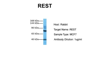REST Rabbit Polyclonal Antibody