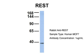 REST Rabbit Polyclonal Antibody