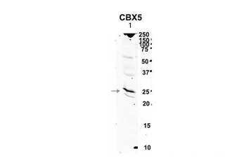 CBX5 Rabbit Polyclonal Antibody
