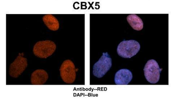 CBX5 Rabbit Polyclonal Antibody
