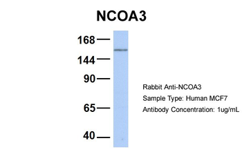 NCOA3 Rabbit Polyclonal Antibody