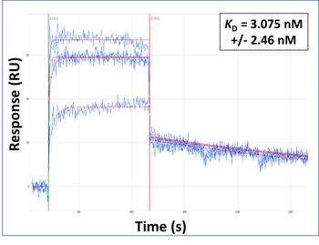 HEY1 Rabbit Polyclonal Antibody