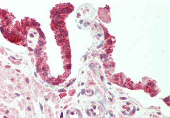 SEC14L2 Rabbit Polyclonal Antibody