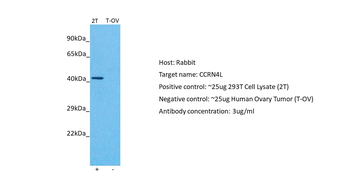 NOCT Rabbit Polyclonal Antibody