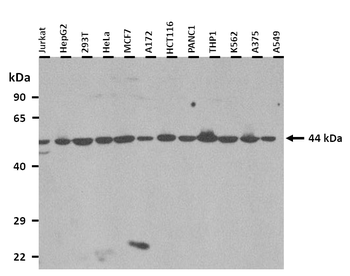WWTR1 Rabbit Polyclonal Antibody