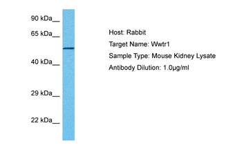 WWTR1 Rabbit Polyclonal Antibody