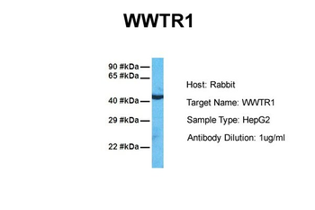 WWTR1 Rabbit Polyclonal Antibody