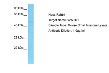 WWTR1 Rabbit Polyclonal Antibody