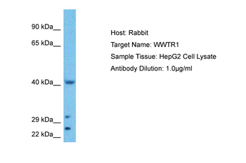WWTR1 Rabbit Polyclonal Antibody