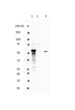 WWTR1 Rabbit Polyclonal Antibody