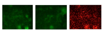 GATA3 Rabbit Polyclonal Antibody