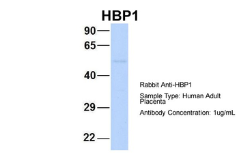 HBP1 Rabbit Polyclonal Antibody