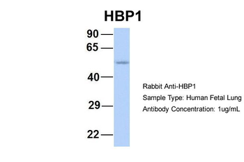 HBP1 Rabbit Polyclonal Antibody