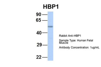 HBP1 Rabbit Polyclonal Antibody