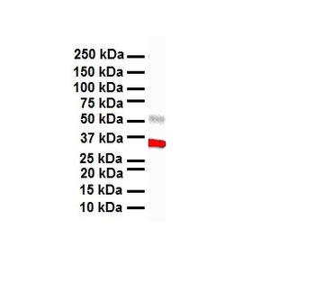 HBP1 Rabbit Polyclonal Antibody