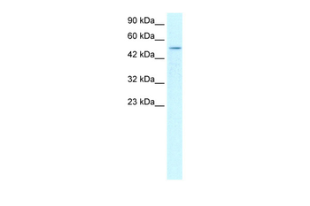 FOXD3 Rabbit Polyclonal Antibody