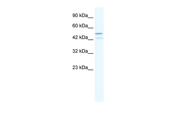 TAF5L Rabbit Polyclonal Antibody