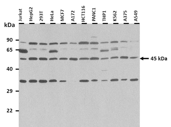 LASS2 Rabbit Polyclonal Antibody