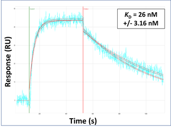 LASS2 Rabbit Polyclonal Antibody