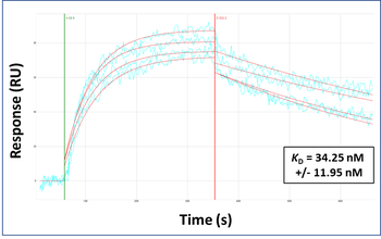 TBX21 Rabbit Polyclonal Antibody
